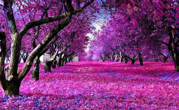 Fushia Purple Trees Landscape Backdrop Printing
